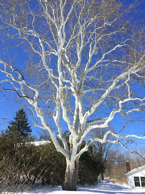 Leaflit — American Sycamore | Community | vtcng.com Rabbit Resistant Plants, Tree Identification, Sycamore Tree, Native Garden, Garden Studio, Watercolor Trees, Tree Leaves, Landscaping Plants, Landscape Projects