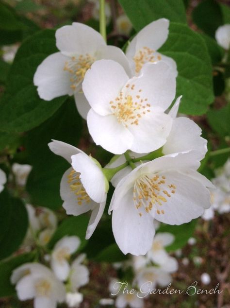 Mock Orange Tree, Mock Orange Flower, Mock Orange Bush, Mock Orange Shrub, Mock Orange, Orange Blossoms, Growing Gardens, Garden Shrubs, Moon Garden