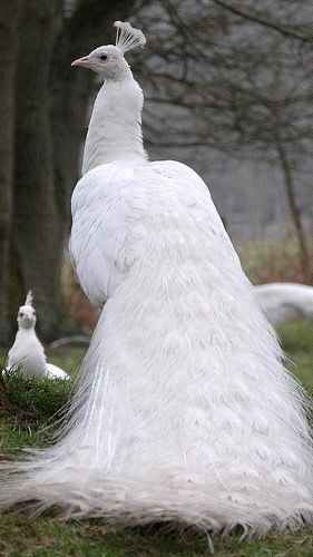 Baby Reptile, Albino Peacock, Peacock Pictures, Peacock Wall Art, White Peacock, Bird Wallpaper, Exotic Birds, Bird Photography, Animal Wallpaper