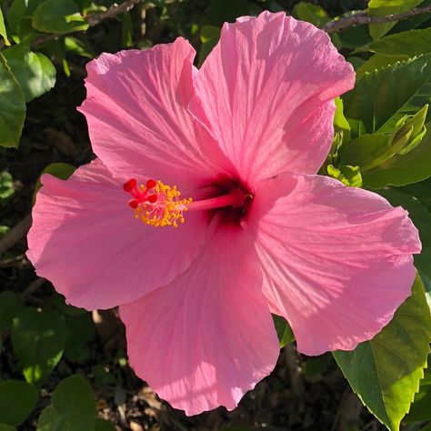 Pink Flower, Yellow, Green, Pink