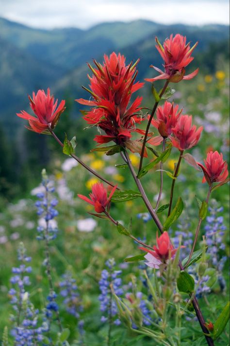 Indian Paintbrush Flowers, Old Windmills, Wyoming State, Garden Bugs, Indian Paintbrush, Valley Flowers, Indian Flowers, Artistic Inspiration, Favorite Flowers