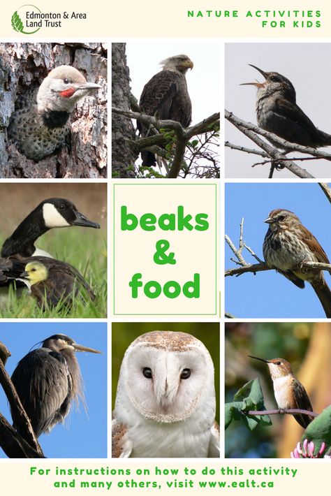 Bird Beaks Activity, Animal Features, Bird Beaks, Food Activities, Nature School, Land Trust, Make A Game, Library Programs, Forest School