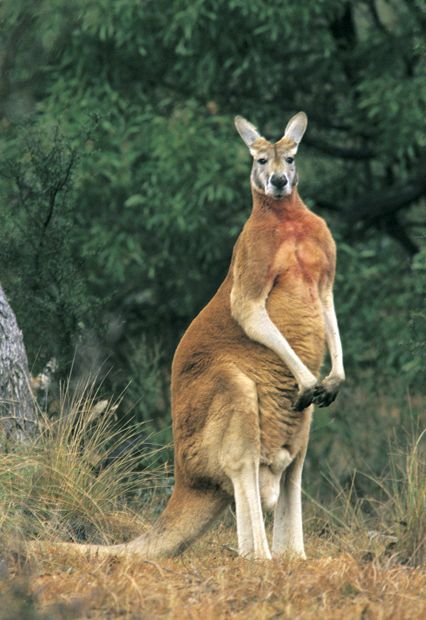 red-kangaroo-northen-territory-emblem New Zealand Animals, Cute Australian Animals, Australian Mammals, Mixed Animals, Australian Fauna, Red Kangaroo, Australian Wildlife, 200 Pounds, Australian Animals