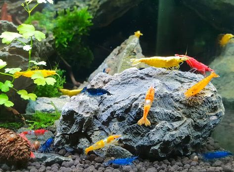 Shrimp Pet Tanks, Pet Shrimp Aquarium, Shrimp Fish Tank, Shrimp Tank Aquascape, Shrimp Tanks, Shrimp Aquarium, Pet Shrimp, Ghost Shrimp, Cherry Shrimp