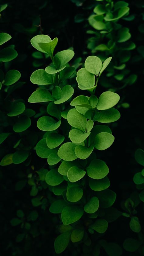 Foliage Photography, Pictures Of Leaves, Symmetry Photography, Cloth Texture, Leaf Photography, Pretty Leaf, Original Iphone Wallpaper, Background Ideas, Plant Photography