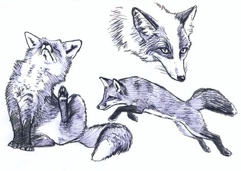 Fox and platinum fox sketches by *silvercrossfox on deviantART,,Tutorial_Foxes_by_modesty., How to draw Animals, tutorials for drawing animals, animal anatomy, animal sketches, cute, kawaii, realistic, animals , how to draw a fox, fox, fence fox reference , paw, sketchbook art teacher, art lesson , sketching Fox Sketches, Fox Drawings, Fox Sketch, Fox Artwork, Realistic Sketch, Fox Drawing, Drawing Animals, Animal Study, Day Day