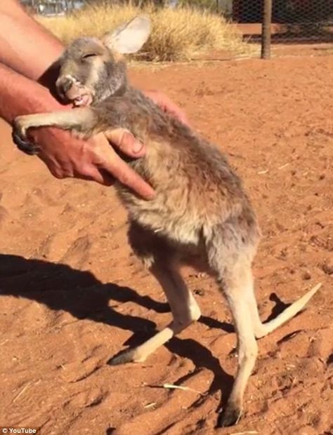 Daddy's little joey: The little orphaned kangaroo Indi getting hugs from Chris 'Brogla' Barns Baby Kangaroo, Australian Animals, Cute Animal Pictures, Dundee, Cute Creatures, Sweet Animals, Animal Tattoos, Video Youtube, 귀여운 동물