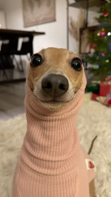 Animals With Personality, Animal Smiling, Funny Dog Pics, Iggy Dog, Smile Meme, Wholesome Dog, Italian Greyhound Dog, Face Dog, Cute Dogs Images