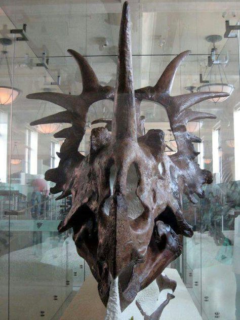 Styracosaurus Skull, Prehistoric Dinosaurs, Animal Skeletons, Fossil Bones, American Museum Of Natural History, Animal Skull, Dinosaur Skeleton, Ancient Animals, Paleo Art