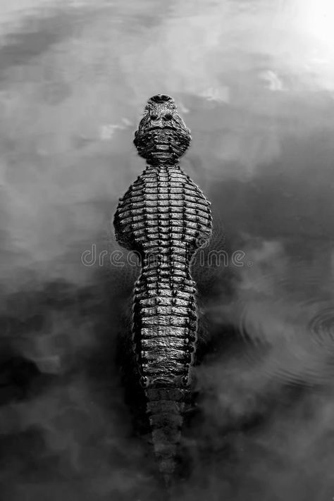 Alligator. Profile through fog over water, in black and white , #AFF, #fog, #Profile, #Alligator, #white, #black #ad Water Black And White, Alligators Art, Multi Panel Wall Art, Alligator Print, Italy Print, Black And White Wall, Black And White Wall Art, Black And White Canvas, Panel Wall Art