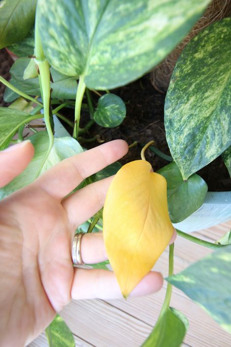 How To Propagate Golden Pothos, Pots For Pothos Plants, Yellow Leaves On Pothos, Yellow Leafs On Plant, Pothos Turning Yellow, Pothos Yellow Leaves, Pathos Care, Golden Pothos Decor, Pathos Plant Care