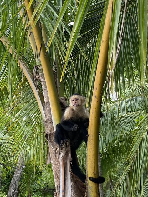 Costa Rica School Trip, Animals Of Costa Rica, Costa Rica Monkeys, Costa Rica Turtles, Nosara Costa Rica Aesthetic, Costa Rica Volunteer, Costa Rica Travel Pictures, Monkey Aesthetic, Zoo Aesthetic