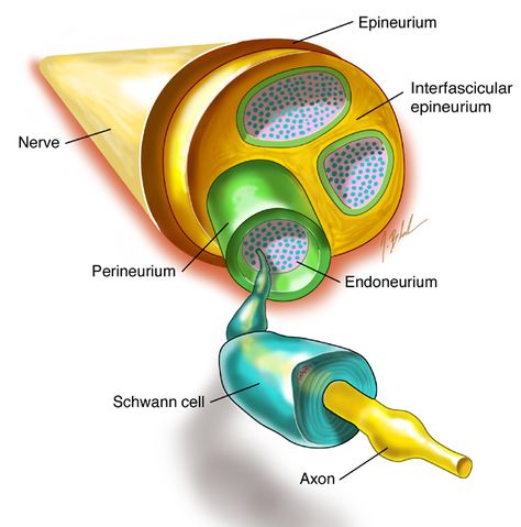 Anatomy of a nerve: A nerve consists of several nerve fibers (axons). Each individual fiber is covered in a layer called the endoneurium, which is composed of loose connective tissue. A bundle of fibers is referred to as fascicles. These fascicles are encased in a several layers called the perineurium. Surrounding the bundles of fascicles, is another layer called the epineurium, which consists of dense irregular tissue. Nerve Structure, Autonomic Nervous System Dysfunction, Loose Connective Tissue, Biology Test, Nerve Anatomy, Nerve Fiber, Spinal Nerve, Muscle Atrophy, Biology Labs