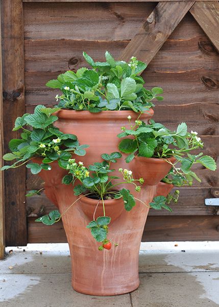 Buy Terracotta strawberry planter: Delivery by Waitrose Garden in association… Growing Strawberries In Containers, Strawberry Pot, Strawberry Planter, Strawberry Pots, Strawberry Planters, Strawberry Garden, Growing Strawberries, Planter Design, Strawberry Plants