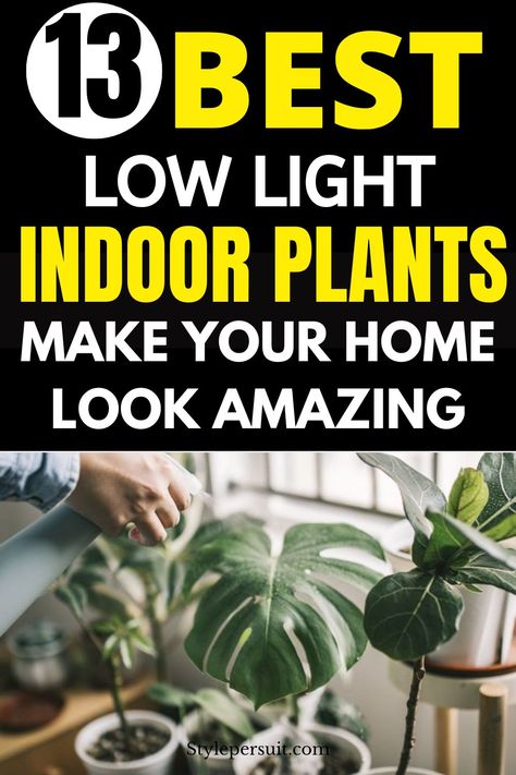 13 Best Low-Light Indoor Plants to Brighten Up Your Home – StylePersuit Best Indoor Plants For Low Light, Low Light Plants Indoor, Indoor Plants India, Trailing Pothos, Big House Plants, Tall House Plants, Indoor Planter Box, Zz Plants, Peace Lilies