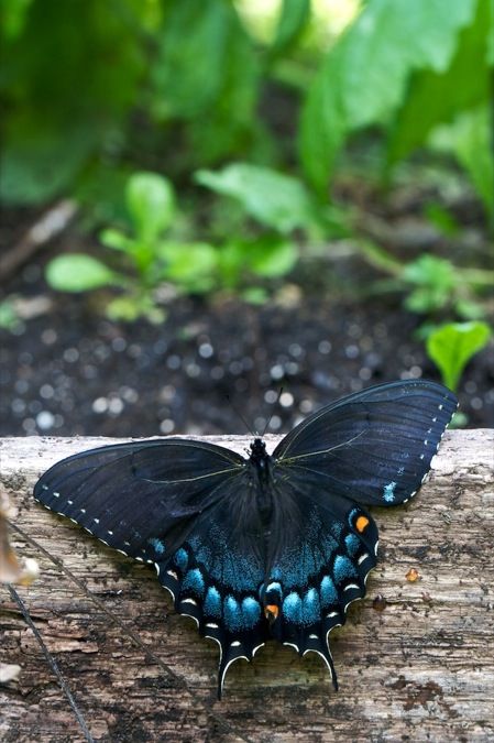 Swallow Tail Butterfly, Spicebush Swallowtail, Butterfly Quote, Moth Caterpillar, Nathaniel Hawthorne, Flying Flowers, Swallowtail Butterfly, Nice Weekend, Beautiful Bugs