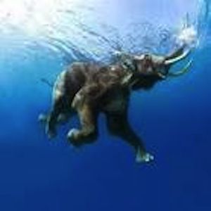 The Andaman and Nicobar Islands is a Union Territory of India Swimming Posters, Andaman Islands, Elephant Poster, Andaman And Nicobar Islands, Indian Elephant, Elephant Love, Elephant Art, Animal Posters, An Elephant