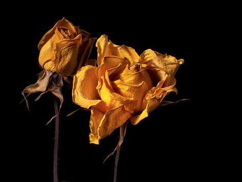 Yellow Roses by archipirata Rotting Flowers, Yellow Roses Aesthetic, Wilting Flowers, Wilted Flowers, Danielle Frankel, Drying Roses, Mother Knows Best, Europe Aesthetic, Rosé Aesthetic