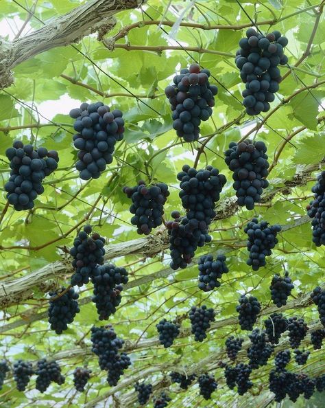 Growing grapes is as close as you can get to make wine from water. Here is how you should prune your grape vine to get better results. Planting Fruit, Grape Arbor, Nut Trees, Pergola Ideas, Garden Vines, Growing Grapes, Food Forest, Beautiful Fruits, Vegetable Garden Design