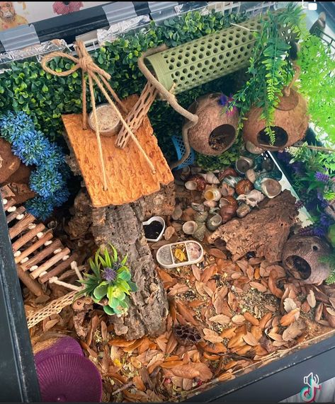 Pet Hermit Crab Habitats, Hermit Crabs Habitat Ideas, Hermit Crab Enclosure Ideas, Hermit Crab Terrarium, 10 Gallon Hermit Crab Tank Ideas, Ackie Monitor Enclosure, Crabitat Ideas Diy Hermit Crab Habitat, Hermit Crab Enclosure, Hermit Crab Habitat Ideas