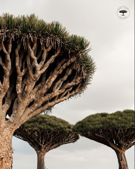 Why Are Dragon Blood Trees Called «Dragon Trees»? 🤔 The Dragon Blood Tree (Dracaena cinnabari) is one of the most unique and mythical plants in the world, found mainly on the island of Socotra. Its striking umbrella-like shape and ancient origins make it stand out, but what truly sets it apart is the legend behind its name. According to local folklore, these trees are called «dragon trees» because of the dark red sap they produce, known as «dragon’s blood.» Ancient cultures believed that th... Mythical Plants, Socotra Dragon Tree, Cinchona Tree, Unusual Trees Of The World, Dracaena Cinnabari, Madagascar Dragon Tree, Dragon Blood Tree, Oldest Tree In The World, Dragon Tree