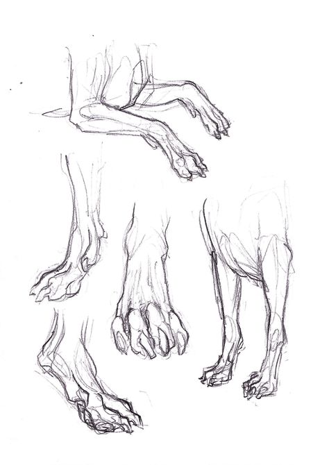 Canine legs and paws (studies) Dog Leg Reference, Dog Paw Anatomy, Animal Paw Reference, Wolf Legs Reference, Dog Legs Reference, Wolf Feet Drawing, Dog Paw Reference, Digitigrade Legs Drawing, Paws Drawing