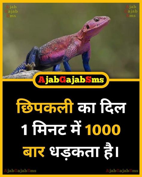 Interesting Gk Facts In Hindi, Fact About Animals In Hindi, Animal Facts In Hindi, Gk Facts In Hindi, Google Facts, Science Facts Mind Blown, Gk Question In Hindi, Daily Fun Facts, Youtube Facts