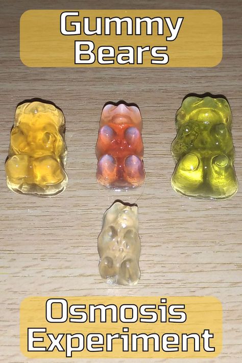 Are you ready for some sweet experiment? We can grab some gummy bears 🧸 and make them bigger! How? Through osmosis! They may not be that tasty anymore, but you will definitely learn something about osmosis, semi-permeable membrane, and biology 🧬. So join us in this fun gummy bear osmosis activity 👩🏾‍🔬! #osmosisexperiment #osmosis #stem #stemscience Gummy Bear Osmosis Experiment, Diffusion And Osmosis Experiments, Biology Stem Activities, Gummy Bear Growth Experiment, Growing Gummy Bear Experiment, Gummy Bear Osmosis Science Fair Project, Gummy Bear Osmosis, Osmosis Experiment, Cell Membrane Transport