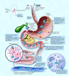 B12 and R-Protein (Haptocorrin also known as transcobalamin-1) question | Phoenix Rising ME / CFS Forums Geriatric Nursing, Vitamin B12 Injections, Human Body Organs, Airway Management, Basic Anatomy And Physiology, Nutrition Science, Biology Lessons, Medical School Essentials, Medical Anatomy