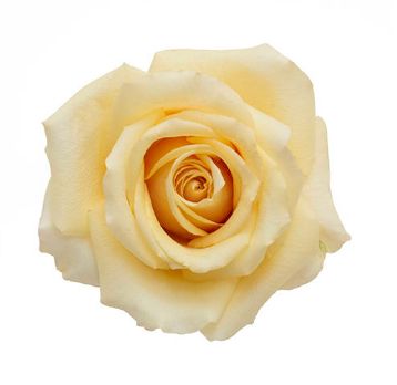 Standard Roses, Shade Of Yellow, Rose Seeds, Sweet Like Candy, Flower Stock, Diy Bride, Favourite Flowers, Diy Brides, March 2023