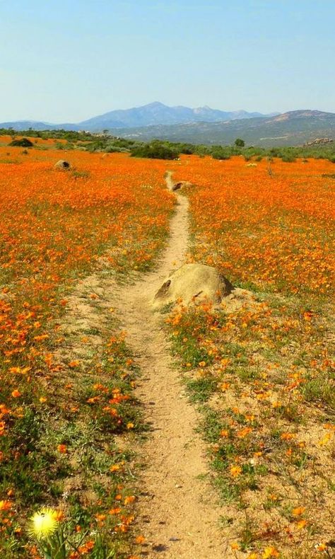 Flowers In The Desert, Namaqualand Flowers, South Africa Aesthetic, Africa Aesthetic, Composition Photo, Desert Places, Orange Carpet, Desert Flowers, Forest View