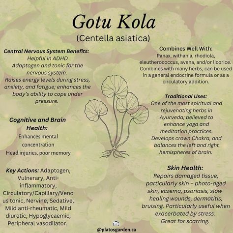 Gotu Kola is an excellent CNS (central nervous system) herb, fantastic herb for skin problems exacerbated by stress, as well as a great blood mover (circulatory). Gotu Kola acts as a remedy during times of stress, for brain regeneration and CNS in general. It has been know to be a powerful spiritual herb in Ayurveda. Most people in the West would benefit from this herb, as our CNS’ are battered, and has reciprocal health benefits due to that relaxation with simultaneous stimulation. Could... Grunge Beauty, Support Nervous System, Herbal Health, Healing Tea, Plant Medicine, Gotu Kola, Adaptogenic Herbs, Healing Plants, Herbal Magic