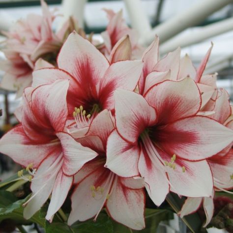 Amaryllis Tattoo, Hospitality Ideas, Amaryllis Flowers, Amaryllis Bulbs, Plant Problems, Bouquet Arrangements, Pretty Images, Outline Art, Christmas Flowers