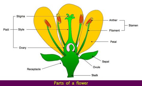 Learn about parts of a flower. This lesson teaches you the parts of a flower along with reproduction in flowering plants. Diagram Of A Flower, Flower Diagram, Interactive Poster, Flower Structure, Biology Notes, Parts Of A Flower, Plant Science, Diagram Design, Parts Of A Plant