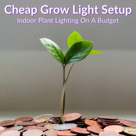 The lowest cost lights do not necessarily make for the best cheap grow light setup. We'll get into that below, along with tips to get the most out of your... Cheap Grow Lights, Seedlings Indoors, Light Setup, Grow Light Bulbs, Leafy Plants, Green Stuff, Grow Light, Plant Lighting, Led Grow