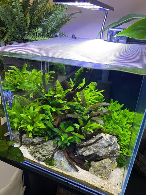 Aquarium Substrate Ideas, Betta Aquarium Ideas, Aquarium Office, Square Fish Tank, Blackwater Aquarium, Snake Tanks, Betta Tank Ideas, Aquarium Scape, Betta Fish Aquarium