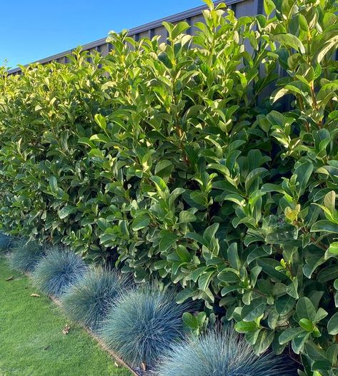 DIY Landscaping Resources Australia | PLANT OF THE WEEK 🌿  Our favourite hedging plant…  Viburnum odoratissimum - also known as ‘Sweet Viburnum’ 🍃  It’s larger leaves make it a... | Instagram Viburnum Odoratissimum Hedge, Sweet Viburnum Hedge, Hedging Plants Australia, Screening Plants Australia, Viburnum Hedge, Viburnum Odoratissimum, Sweet Viburnum, Plants Around Pool, Landscaping Around Pool