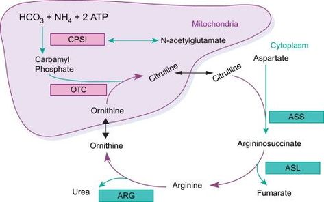 With integrated set of separation, characterization, identification and quantification systems featured with excellent robustness & reproducibility, high and ultra-sensitivity, Creative Proteomics provides reliable, rapid and cost-effective urea cycle targeted metabolomics services. Urea Cycle, Biochemistry Notes, Study Medicine, Education Science, Medical Anatomy, Study Inspo, Studying Inspo, Highly Sensitive, Biochemistry