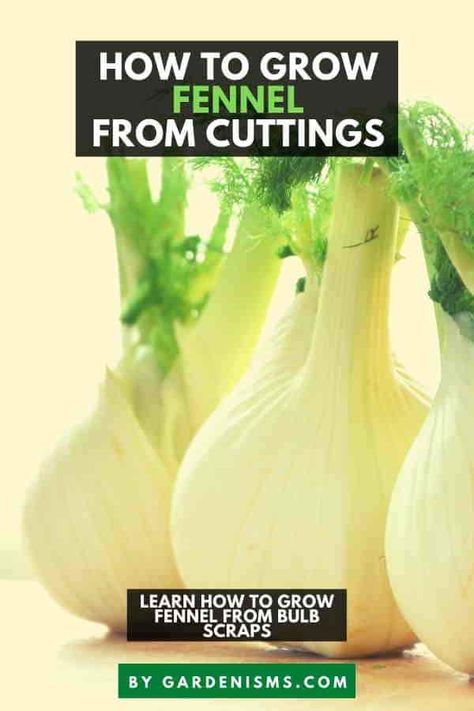 How to Grow Fennel from Cuttings (Bulb Scraps) - Gardenisms Planting Flowers Ideas, Growing Fennel, Fennel Herb, Vegetables In Pots, Fennel Tea, Growing Vegetables In Pots, Kitchen Scraps, Garden Container, Gardening Vegetables