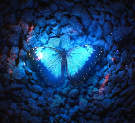 blue glowing butterfly https://pixexid.com/image/blue-glowing-butterfly-ycg0arfr #instabug #metamorphosis #flow #butterfly #blue #butterflyphotography Blue Glow, Blue Butterflies Aesthetic, Blue Buterfluffy, Butterfly Blue, Magical Butterfly, Blue Fairy Aesthetic, Blue Aesthetic Butterfly, Blue Butterflies, Blue Butterfly Aesthetic