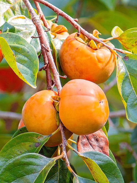 Fuyu Persimmon Tree, Persimmon Tree, Persimmon Fruit, Planting Guide, Red Fall, Pumpkin Candles, Astringent, Tree Seeds, Deciduous Trees