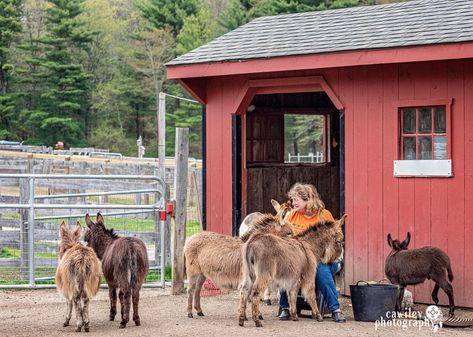 Shelter For Donkeys, Donkey Paddock Ideas, Donkey House Ideas, Miniature Donkey Care, Donkey Farm Ideas, Donkey Stable Ideas, Donkey Shelter Ideas, Donkey Pen Ideas, Miniature Donkey Shelter