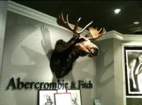 Moose head at Abercrombie and Fitch! Love it and want one! Abercrombie Store Interior, Abercrombie And Fitch Store, Gray Ceiling, Minimal Bedrooms, White Molding, Retail Space Design, Gray Walls, At Home Movie Theater, Light Grey Walls