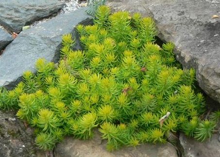 Sedum Angelina, Sedum Ground Cover, Sedum Golden Moss, Sedum Brilliant, Sedum Rupestre Angelina, Full Sun Perennials, Rock Garden Plants, Buy Plants Online, Sun Perennials