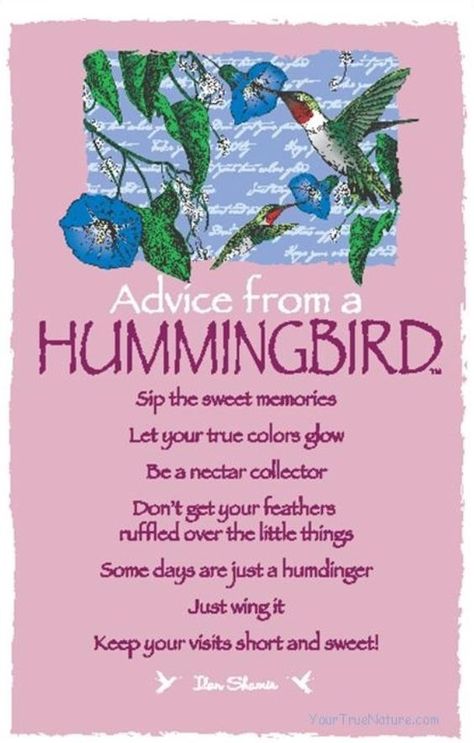 Hummingbird Medicine Sweet Moments, Life Quotes Love, Advice Quotes, True Nature, Nature Quotes, Sweet Memories, Spirit Guides, The Little Things, Good Advice