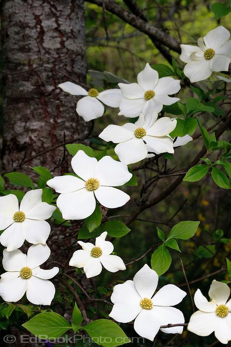 Cornus nuttallii - Pacific Dogwood. It's hard to find the pure species at nurseries, but we could get saplings at the Whatcom native plant sale. It would be nice to have a couple scattered around outside the fence, if not a full row. Dogwood Tree Tattoo, Pacific Dogwood, Tattoo White, Dogwood Tree, Dogwood Flower, Native Plant Gardening, Dogwood Blossoms, Flower Pot Design, Dogwood Trees