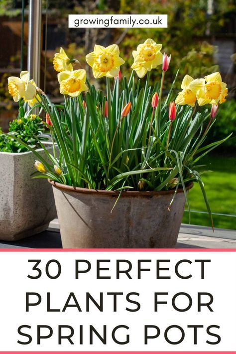 30 easy to grow spring flowers for pots and baskets, plus tips on planting and caring for spring planters to create a show-stopping display. #growingfamily Potted Spring Flowers, Spring Flowers In Pots, Spring Flower Container Ideas, Spring Flower Pots Outdoor, Spring Potted Plants, Spring Planters Outdoor, Spring Flower Pot Ideas, Spring Flower Planters, Spring Pots And Planters