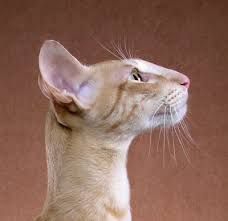 images (228×221) Cat Head Side View, Cat Head Reference, Cat Side Profile, Cat Head Shape, Cat Poses, Cat Nose, Cat Anatomy, Long Cat, Cat Body