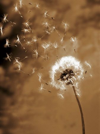 Make a wish! Dandelion Blowing In The Wind, Dandelion Clock, Sepia Photography, Blowing In The Wind, A Dandelion, Dandelion Wish, Dandelion Seed, Jolie Photo, Pics Art