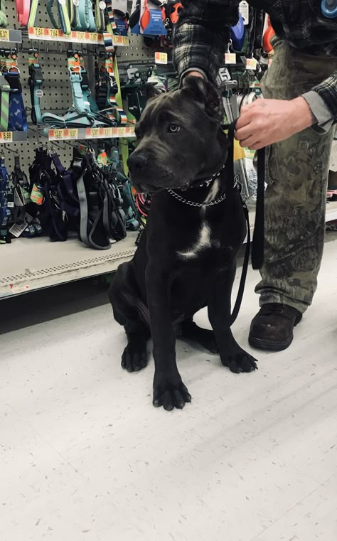 Kane Corso Puppies, Cane Corso Puppy, Cane Corso Grey, Cane Corso Aesthetic, Cane Corso Black, Cane Corso White, Cane Corso Dog White, Cane Corso Dog Black, Dog Soldiers